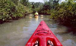 Mosquito Lagoon, Bird nesting kayaking