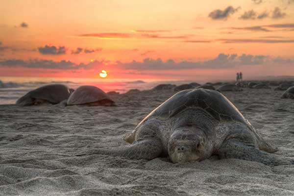 save our sea turtle
