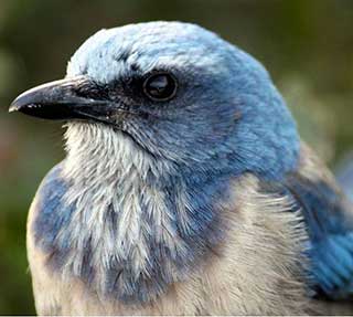 Flroida Scrub Jay