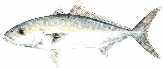 lesser amber Jack banded rudderfish