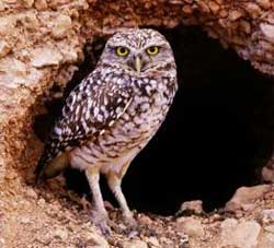 Burrowing Owl