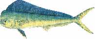 dolphin fish