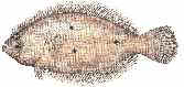 flounder