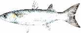 mullet fantail