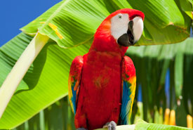 Parrot Heads Convention