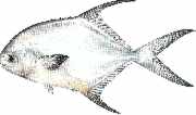 permit fish