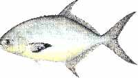 pompano