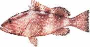 red grouper