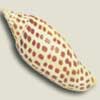 Sanibel Island is a shelling paradise