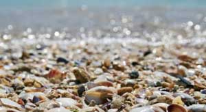 Shells on Sanibel Island