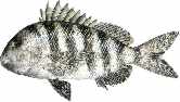 Sheephead fish