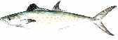 spanish mackeral