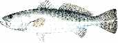 spotted sea trout