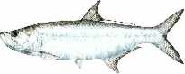 tarpon