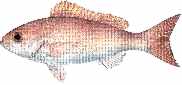 vermillion snapper