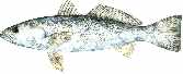 weak fish