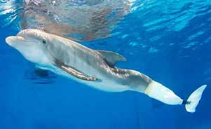 Winter- a dolphins tale